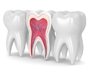 3D illustration of inside of tooth with nerves and blood vessels