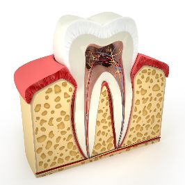 Image of the inside of a tooth