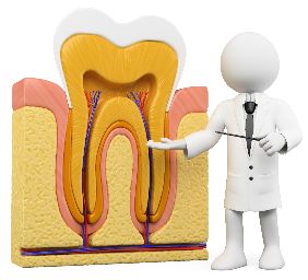 Cartoon Dentist Explaining Tooth Anatomy